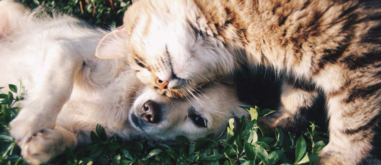 5 Reasons Why Seniors Should Have A Pet Companion